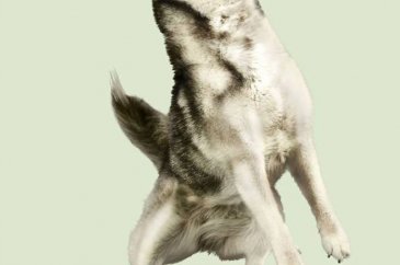 Alman fotoğrafçıdan "Uçan Köpekler" projesi