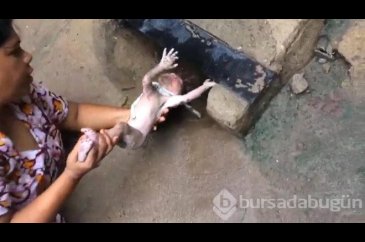 Kanalizasyona kedi sıkıştı sandılar yeni doğmuş bebek çıktı!