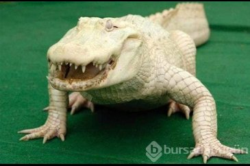 Çok şaşırtan 25 albino hayvan