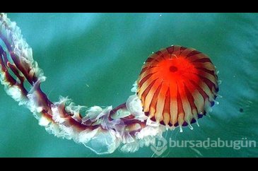 Zehirli denizanası uyarısı!