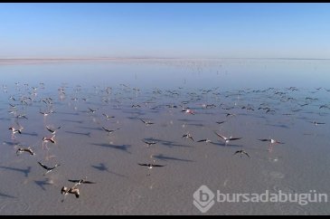 Bozkırın ortasındaki 'kuş cenneti' Tuz Gölü
