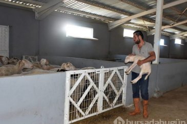 AVM yöneticisi köyünde hayvancılığa başladı!
