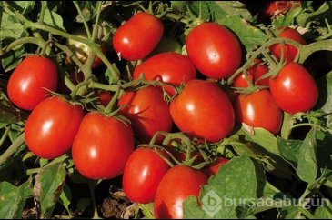 Vücutta dolaşan nikotini dışarı atan besinler
