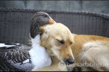 Sevimli köpek Dost ve kaz Zincir'in dostluğu görenleri büyülüyor
