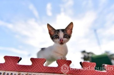 Kediler "Miyav Park"ı çok sevdi
