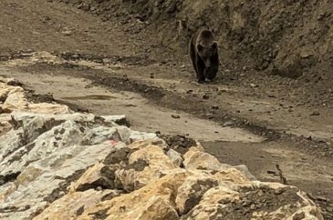 Ormanda çalışan işçilere ayı saldırdı