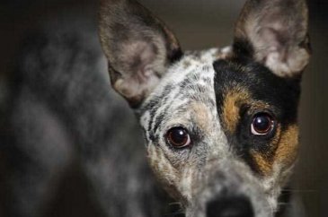 Dünyanın en zeki 10 köpeği
