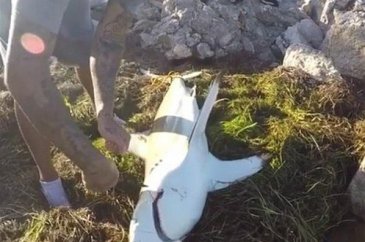 Dünyada iyiliğin varolduğunu kanıtlayan insanlar
