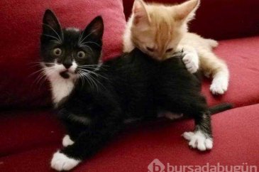 Günün en çok paylaşılan fotoğrafları (24.10.2018)

