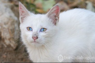 Yarısı sarı yarısı mavi gözleriyle hayran bırakıyor