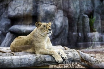 Türkiye'nin ilk 'Aslan Park'ı ziyaretçilerini bekliyor