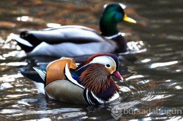 Herkes onu görmek için Central Park'a gidiyor
