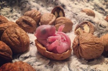 Yatakta bulup sahiplendirdiler! İşte son hali
