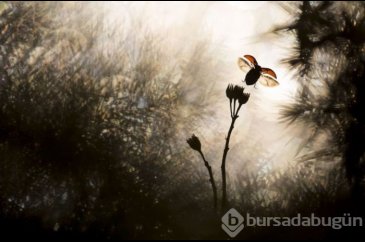 Yılın Doğa Fotoğrafçısı 2018 yarışması sonuçlandı
