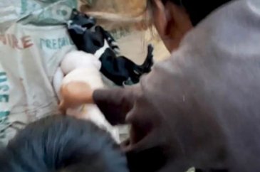Yarı insan, yarı domuz doğdu!
