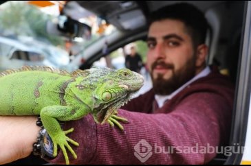Görenleri hayrete düşüren görüntü!
