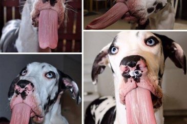 Dev köpekler
