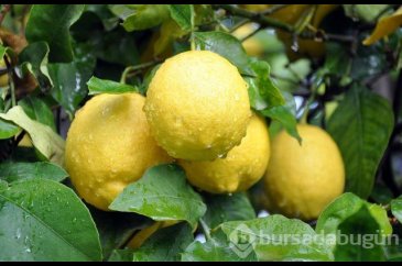Limon dilimleriyle uyumanın faydaları nelerdir?
