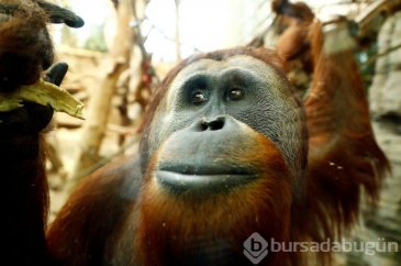 Orangutanı 6 yıl genelevde çalışmaya zorladılar!
