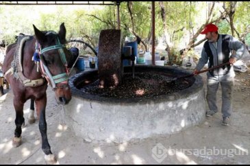 Doğal zeytinyağı nasıl yapılır taş değirmende zeytinlerin ezilmesiy...