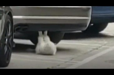 Mekik çeken kedi sosyal medyayı salladı
