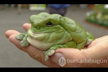 Daha önce görmediğiniz en garip canlılar!