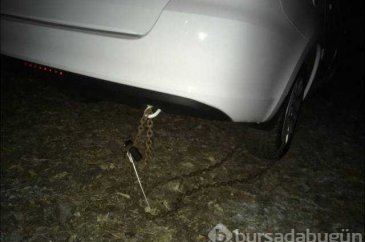 Sadece Rusya'da görebileceğiniz birbirinden ilginç kareler
