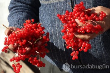 Gilaburu meyvesi kanserden koruyor
