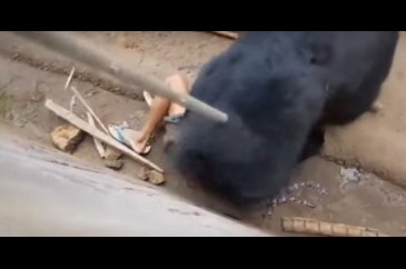 Ayıyla dalga geçmenin bedelini ağır ödedi kafese düşen adamı paramp...