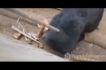Kafese giren adam ayıya yem oldu!

