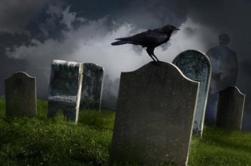 Bilim adamlarının kargalarla ilgili çözemediği sır
