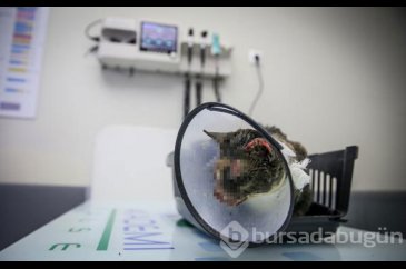 Vahşet! Bu halde buldu
