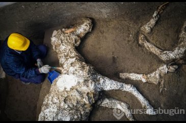 Pompeii'de taşlaşmış at bulundu
