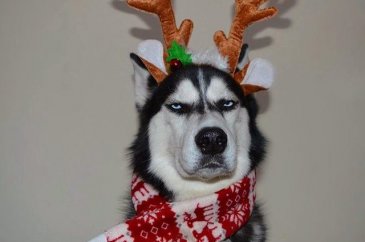 Huysuz köpek keskin bakışlarıyla internette fenomen oldu
