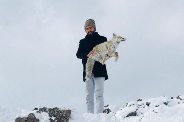 Yiyecek aramaya giden tilki ayakta dondu