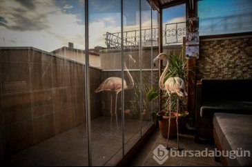 Yaralı flamingo ve yavru baykuşa evinde bakıyor
