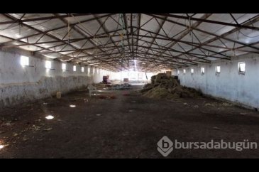 'Ukrayna'dan canlı hayvan getireceğim' diye on binlerce dolar para ...