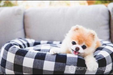 Dünyanın en ünlü köpeği Boo hayatını kaybetti
