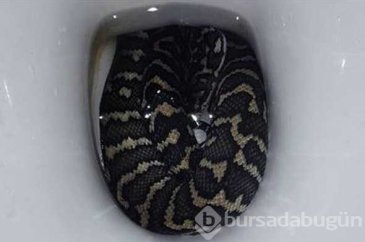 Klozete oturan kadını yılan ısırdı
