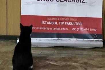 İstanbul Tıp Fakültesinin fenomen kedisi: Şanslı
