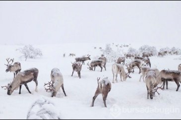 Norveç'te eksi 35 derecede Ren geyiklerinin izinde