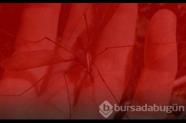 Dünyanın en 'ölümcül' canlıları
