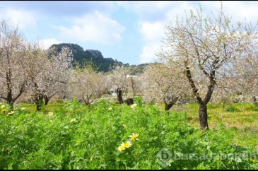 Muğla'da Badem Çiçeği Festivali'nden renkli görüntüler