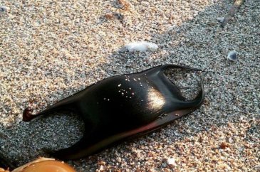Kumsalda buldu, içini açınca şaşkına döndü