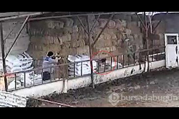Uyuşturucu tüfekle vurulan köpek, çöp kamyonuna atılmış
