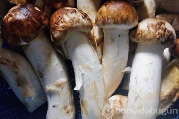 Matsutake mantarının sağlığımıza faydaları
