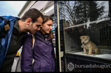 İBB'nin hayvanlar için projesi dünya basınında

