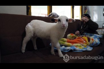 Bebek beziyle bezledikleri kuzuya evde bakıyorlar
