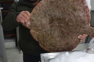 Dev kalkan balığı rekor fiyata satılıyor
