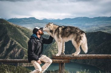 Instagram'ın parlayan yıldızı: Sibirya kurdu Loki